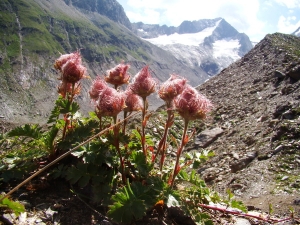 Claude FIGUREAU, le 27 juillet 2012 (Autriche Gaisbergferner Obergurgl)