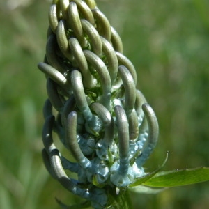 Photographie n°166464 du taxon Phyteuma spicatum L. [1753]