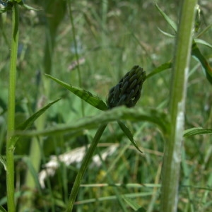 Photographie n°166465 du taxon Phyteuma spicatum L. [1753]