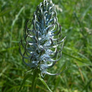 Photographie n°166466 du taxon Phyteuma spicatum L. [1753]