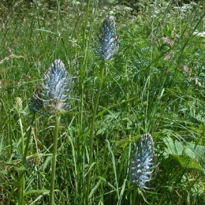 Photographie n°166470 du taxon Phyteuma spicatum L. [1753]