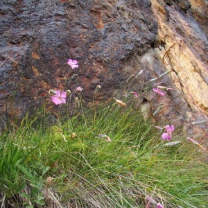 Photographie n°166477 du taxon Dianthus caryophyllus L. [1753]