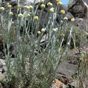 Photographie n°166479 du taxon Helichrysum stoechas (L.) Moench [1794]