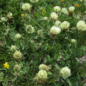 Photographie n°166481 du taxon Trifolium montanum L. [1753]