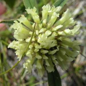 Photographie n°166483 du taxon Trifolium montanum L. [1753]