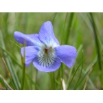 Viola labradorica hort. (Labrador Violet)