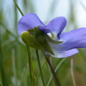  - Viola riviniana 'Purpurea' 