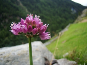 Claude FIGUREAU, le 30 juillet 2012 (Autriche Winabach Sölden)