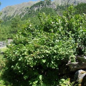 Photographie n°166508 du taxon Ribes alpinum L. [1753]