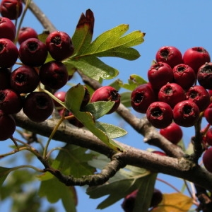 Photographie n°166509 du taxon Crataegus monogyna Jacq. [1775]