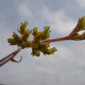  - Valerianella eriocarpa Desv. [1809]