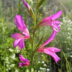  - Gladiolus illyricus sensu auct. gall. [1838]