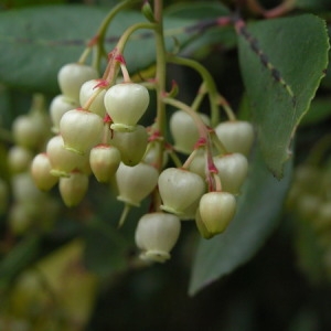 Photographie n°166542 du taxon Arbutus unedo L. [1753]