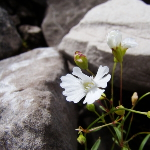 Silene quadridentata subsp. pusilla (Waldst. & Kit.) Neumayer (Silène à quatre dents)