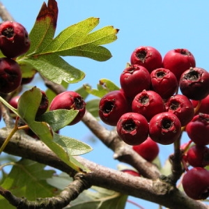 Photographie n°166553 du taxon Crataegus monogyna Jacq. [1775]