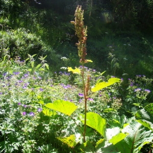 Photographie n°166562 du taxon Rumex alpinus L. [1759]