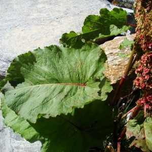 Photographie n°166563 du taxon Rumex alpinus L. [1759]