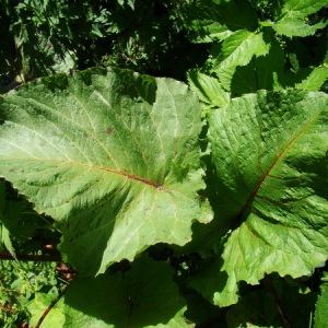 Photographie n°166565 du taxon Rumex alpinus L. [1759]