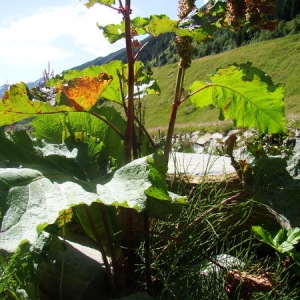 Photographie n°166566 du taxon Rumex alpinus L. [1759]