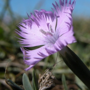 Photographie n°166568 du taxon Dianthus hyssopifolius L. [1755]