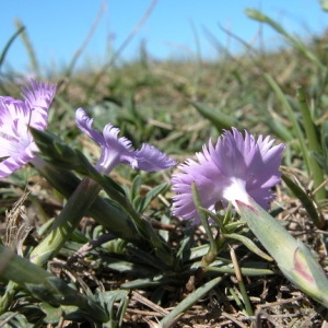 Photographie n°166572 du taxon Dianthus hyssopifolius L. [1755]