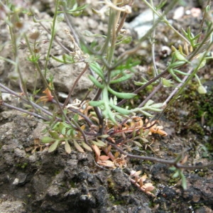 Photographie n°166575 du taxon Hornungia petraea (L.) Rchb. [1838]