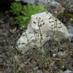 Photographie n°166576 du taxon Hornungia petraea (L.) Rchb. [1838]