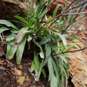 Photographie n°166583 du taxon Erigeron alpinus L. [1753]