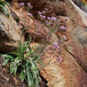 Photographie n°166584 du taxon Erigeron alpinus L. [1753]