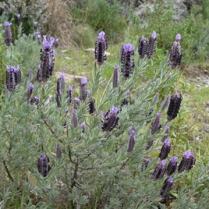 Photographie n°166585 du taxon Lavandula stoechas L. [1753]