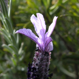 Photographie n°166588 du taxon Lavandula stoechas L. [1753]