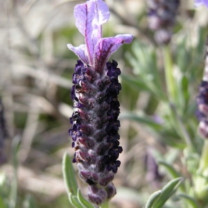 Photographie n°166589 du taxon Lavandula stoechas L. [1753]