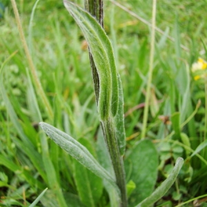  - Senecio doronicum (L.) L. [1759]