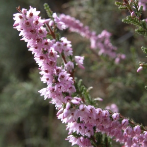 Photographie n°166603 du taxon Calluna vulgaris (L.) Hull