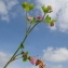  Claude FIGUREAU - Trifolium resupinatum L. [1753]
