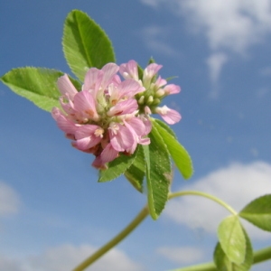 Photographie n°166612 du taxon Trifolium resupinatum L. [1753]