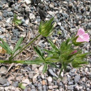 Photographie n°166615 du taxon Althaea cannabina L. [1753]