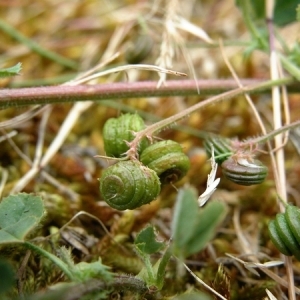 Photographie n°166629 du taxon Medicago littoralis Rohde ex Loisel. [1810]