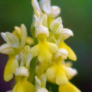  - Orchis pallens L. [1771]