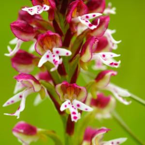  - Orchis ustulata subsp. ustulata