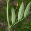  Liliane Roubaudi - Lathyrus filiformis (Lam.) J.Gay [1857]