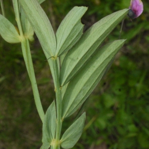 Photographie n°166648 du taxon Lathyrus filiformis (Lam.) J.Gay [1857]