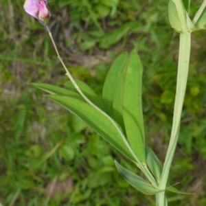 Photographie n°166649 du taxon Lathyrus filiformis (Lam.) J.Gay [1857]