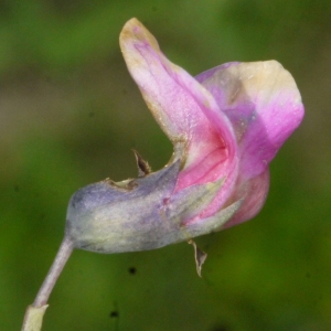 Photographie n°166650 du taxon Lathyrus filiformis (Lam.) J.Gay [1857]