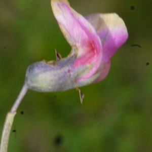 Photographie n°166651 du taxon Lathyrus filiformis (Lam.) J.Gay [1857]