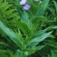  Liliane Roubaudi - Epilobium alpestre (Jacq.) Krock. [1787]