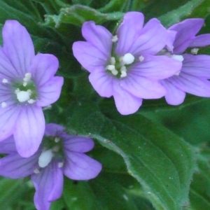 Photographie n°166663 du taxon Epilobium alpestre (Jacq.) Krock. [1787]