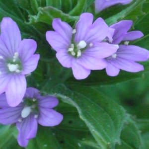 Photographie n°166664 du taxon Epilobium alpestre (Jacq.) Krock. [1787]