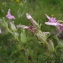  Liliane Roubaudi - Pedicularis sylvatica L. [1753]