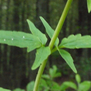 Photographie n°166676 du taxon Valeriana tripteris L. [1753]